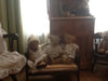 A group of Teddies. Iris Ware